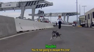 Houdini: an intense rescue of an escape artist!  A MUST SEE! #dog