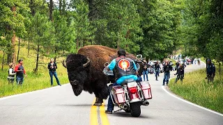 15 Most Incredible Encounters With Wild Animals On The Road