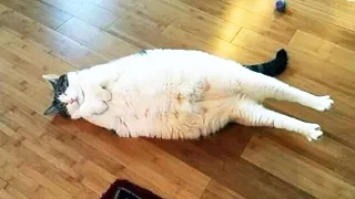 29 Funny Cats 😹 - Don't try to stop laughing 🤣 - Funniest Cats Ever - CoolVids Pets 2021