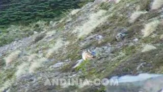 Liebre europea (Lepus europaeus) en la Patagonia