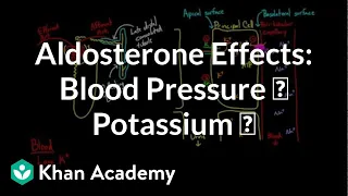 Aldosterone raises blood pressure and lowers potassium | NCLEX-RN | Khan Academy