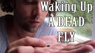 Waking up a💀 fly to Life  -Julien Magic