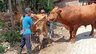 Sexiest Zoom Preet Push Pusy bleoding buffalo bull x cow Nibhana Sathiya teri m er,i gaia