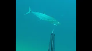 Spearfishing Israel - a Spanish with a jig hooked to its mouth
