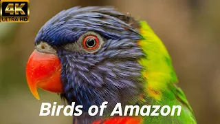 Amazing Tropical Birds - Life Of Birds In RainForest - Nature Film