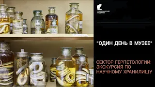 "Один день в музее". Сектор герпетологии: экскурсия по научному хранилищу.