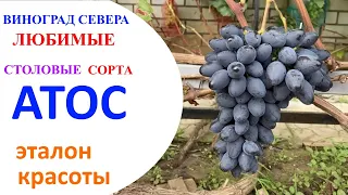 Виноград Атос  в северном Подмосковье или эталон красоты и аккуратности