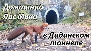 Лис Мики на большой прогулке в Дидинском Тоннеле. Жизнь с Лисой / MIKI THE FOX