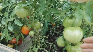 🍅Лучшие из Лучших...🍅Томатов много не бывает (обзор)