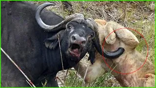 30 Scary Moments Crazy Buffalo Kills Lions | Lion Vs Buffalo | Animals Fight