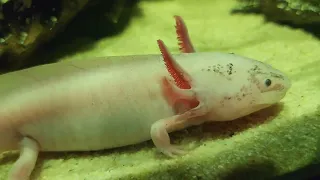 The insane biology of the Axolotl - Alien-like creature of the aquatic world @SITHEEQUE #nature
