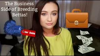 THE BUSINESS/ BEHIND THE SCENES SIDE TO BREEDING BETTA FISH! | ItsAnnaLouise