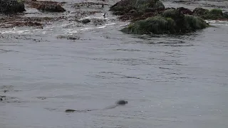 Elephant seals in March 2021 - San Simeon, California