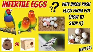 Infertility & Egg Pushing Problem in Birds ( Easy Tips to Stop it )