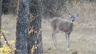 2020 Texas Deer Season Hunt 1
