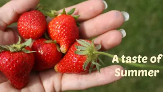 How to stock stoberry for Summer techniques #PreserveStrawberries