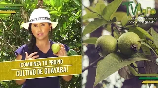 Comienza tu Propio Cultivo de Guayaba - TvAgro por Juan Gonzalo Angel