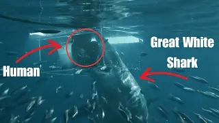 Great White Open Ocean (2022) - When the Shark from the "Jaws" is actually real