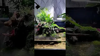 Paludarium with waterfall setup