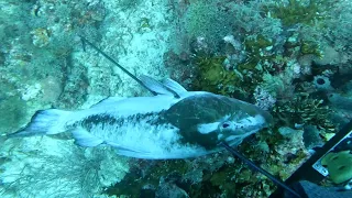 Commercial spearfishing Florida middle grounds