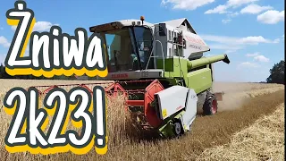 Żniwa 2k23 w GR Piekarski🔥1x John Deere 1xClaas Medion 1x Case😮 10 ton z hektara!?