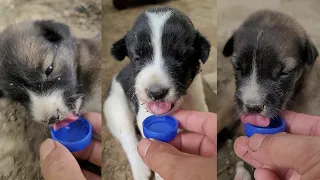 The puppies are very thirsty and I give them a glass of water #sillydog#eatingshow#animals#shorts