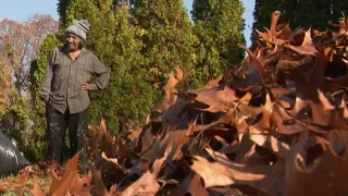 Why you should stop raking your leaves right now