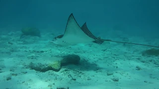 A short swim with a Spotted Eagle Ray.