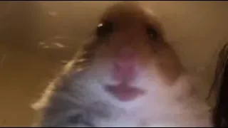 Hamster Staring At Camera 10 Hours ( ͡° ͜ʖ ͡°)