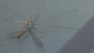 'Skeeter eaters' don't really eat mosquitoes, but they do serve an important purpose