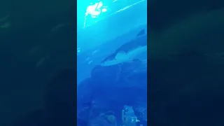 Аквариум в Дубаи🇦🇪 акула 🦈 и скат