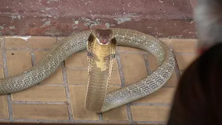 Bangkok, Thailand - Snake Farm (Let the Show Begin)