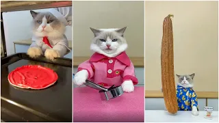 Кошки готовят еду 2022 "This Little Puff" Tiktok Compilation #60