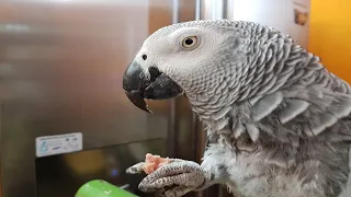 Попугай матершинник говорит с хозяином и здоровается на разных языках