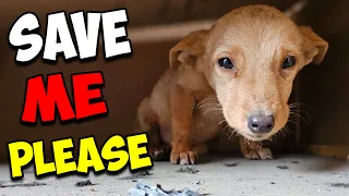 We Saved A Small Cute Puppy