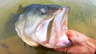 MONSTER URBAN BASS caught on a SWIMBAIT!!