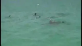 Key West Dolphins