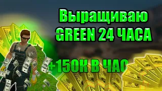 ВЫРАЩИВАЮ СЕМЕНА GREEN 24 ЧАСА В 2023 ГОДУ 🥑👾 MAJESTIC RP 👾 💸 +150К ЗА ЧАС 💸 👮 ПОВЯЗАЛИ МЕНТЫ 👮