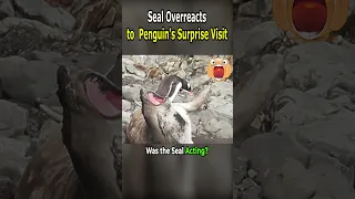 Seal Overreacts to Penguin's Surprise Visit!