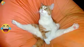 😻😂 Best Cats Videos 🤣🐱 Funniest Animals 2024 # 55