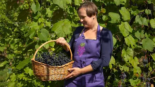 Винные и универсальные сорта винограда. Урожай 2021