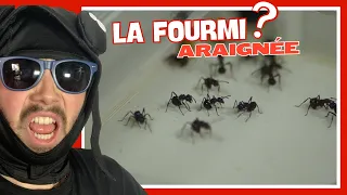 Ces fourmis sont trop marrantes ! (Myrmicaria natalensis)(+ GIVEAWAY)