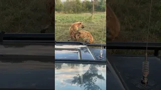 Rare sighting of MATING Hyenas!