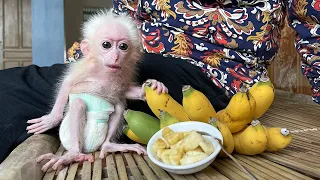 Monkey baby Poor woke up enjoying yummy favorite banana!