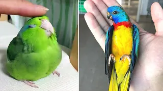 Baby Animals 🔴 Funny Parrots and Cute Birds Compilation (2020) Loros Adorables Recopilación #15