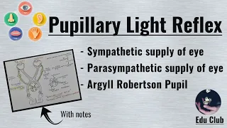 Pupillary Light Reflex | Argyll Robertson Pupil || Special Senses Physiology