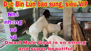 Đực Bin Lùn bao sung, siêu VIP//Dwarf Male Goat is so strong and super beautiful