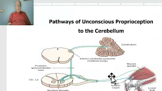 Anatomy of CNS Module in Arabic 2024 (Pathway of unconscious proprioception), Dr. Wahdan.