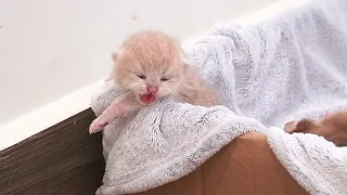 Kitten Viola is trying her best to climb out of the nest to find her mother cat