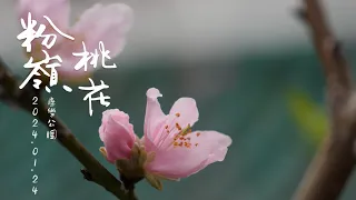 康樂公園 桃花 相映紅 4K